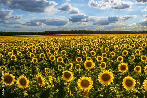 A field of sunflowers with a clear blue sky