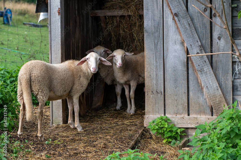 Obraz premium Cute young sheep, lambs in the nature at Slovakia. Farm with sheeps, with beautiful wool, cute animals