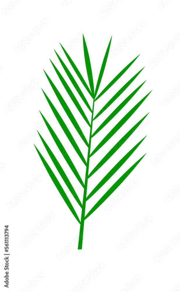 Green leaf isolated Green leaf isolated