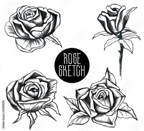 sketch of the garden rose. set of flowers, buds, leaves and stems. Hand drawn open and unopened rosebuds. Black and white rose flower. Vintage Botanical doodle.
