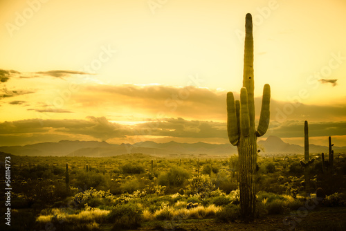 Sunset in the Sonoran Desert of Arizona with mountains and saguaro cacti and other desert vegetation.