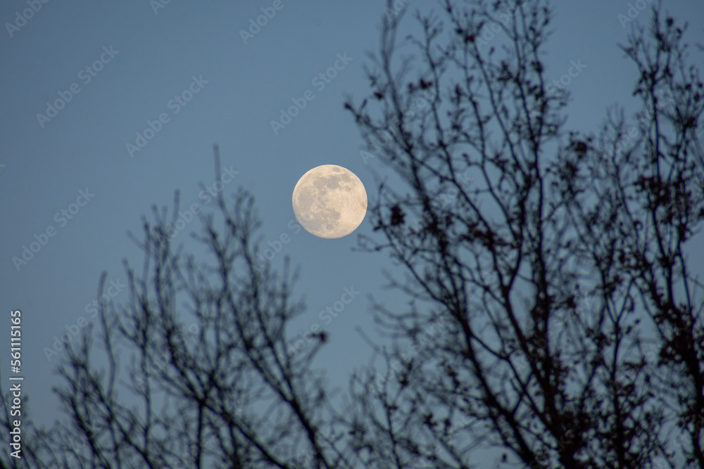 Full moon on sky with silhouette tree branch Full moon on sky with silhouette tree branch