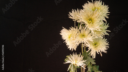 Beautiful Chrysanthemum isolated. Also called mother flower, florist daisy or China chrysanthemum, a field flower of many colors.