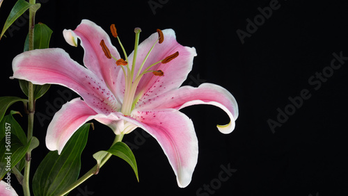 Beautiful fresh lily branch isolated from background.