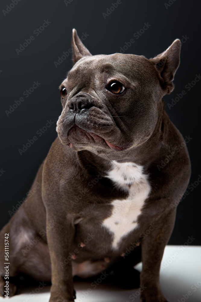 Puppy Black French bulldog sitting and looking away , isolated on black studio background. adorable domestic animal is wondering, sit alone. portrait copy space