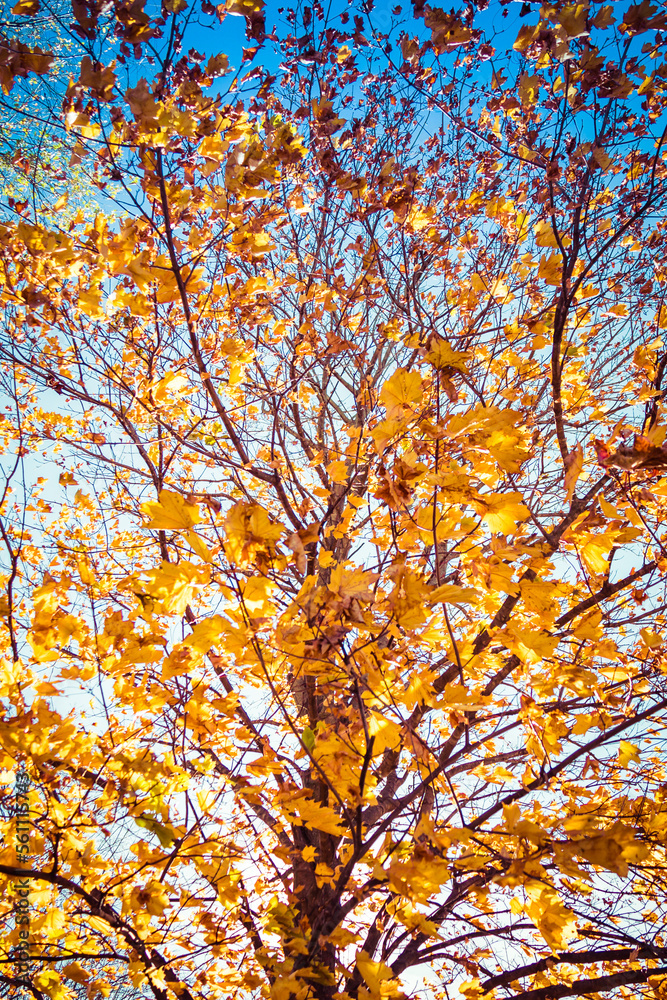 The sunlight passing through autumn leaves against a blue sky and bokeh trees.