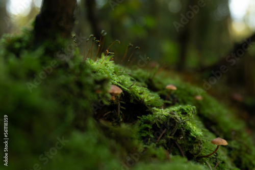 mushroom in the forest, © JASHIKO