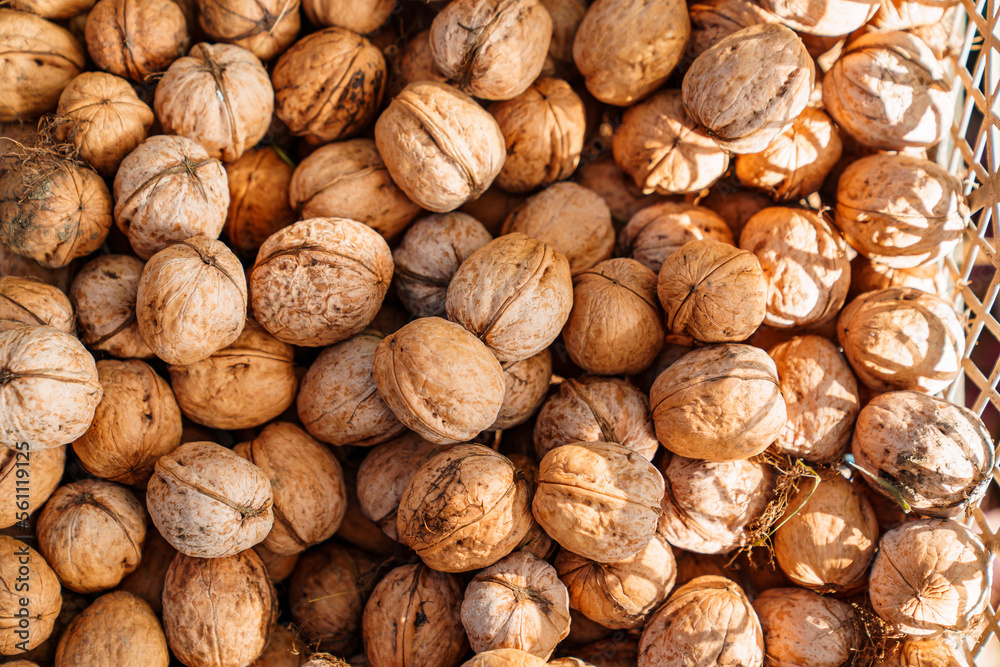 boxes of walnuts. harvesting nuts on the farm. boxes of walnuts. harvesting nuts on the farm.