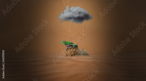 A cliche image of murphy's law in action. You could be in the desert and rain will find you. A frog sitting on a rock in the desert getting rained on