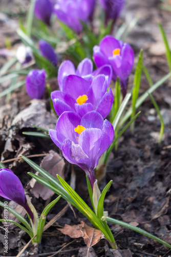 Lilac crocus flowers grow in the garden in spring day.