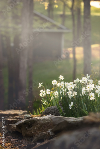 spring in the forest