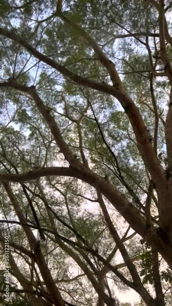 Slow, contemplative and peaceful plane of the trees passing by.
