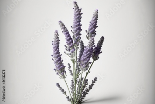  a bunch of lavender flowers on a white background with a shadow of the flowers on the left side of the frame and the center of the frame is a single flower stem with a few.