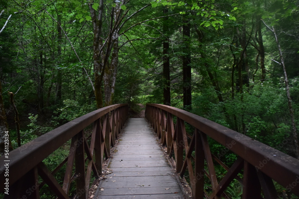 Fototapeta premium Bridge