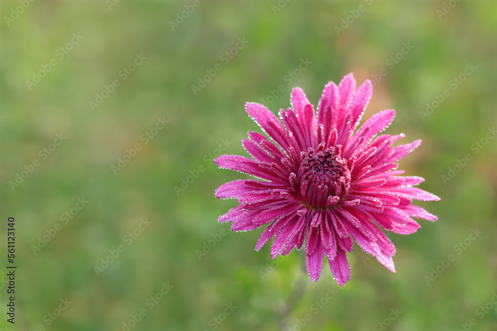 Morning dew drops on petals after rain. Pink Chrysanthemum flower head. Floral background. Raindrops on the petals. Beautiful Chrysanthemum flower blooming in garden. Morning dew drops on petals after rain. Pink Chrysanthemum flower head. Floral background. Raindrops on the petals. Beautiful Chrysanthemum flower blooming in garden.