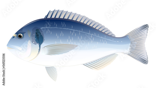 One gilt-head bream fish in side view, high quality illustration of sea fish, realistic sea fish illustration on white background