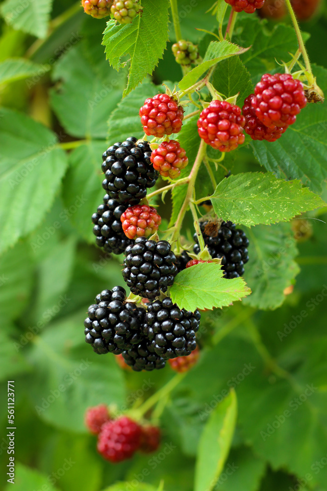 Bunch of ripe blackberry fruit on branch with green leaves in the garden. Close-up Bunch of ripe blackberry fruit on branch with green leaves in the garden. Close-up