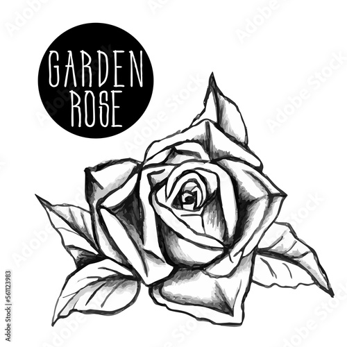 sketch of garden rose bud. Hand drawn open and unopened rosebuds. Black and white rose
