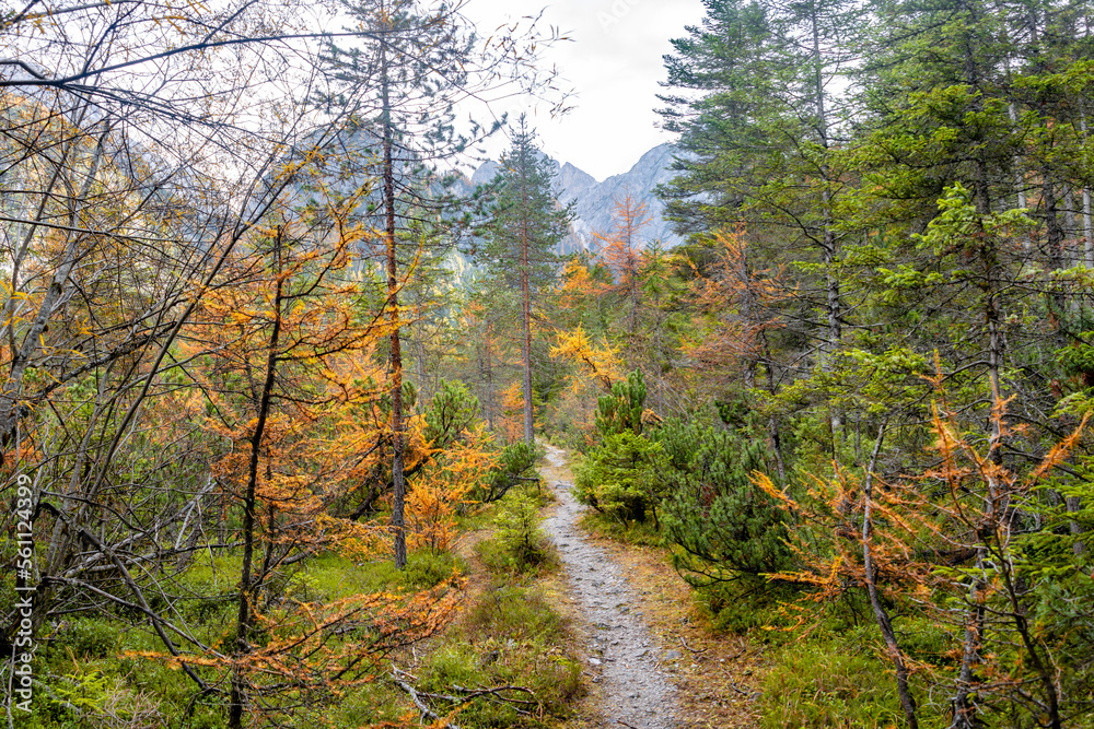 Fototapeta premium Panoramic view over forest in Dolomites at the national park Three Peaks, Tre Cime, Drei Zinnen, during sunset and golden Autumn, South Tyrol, Italy.
