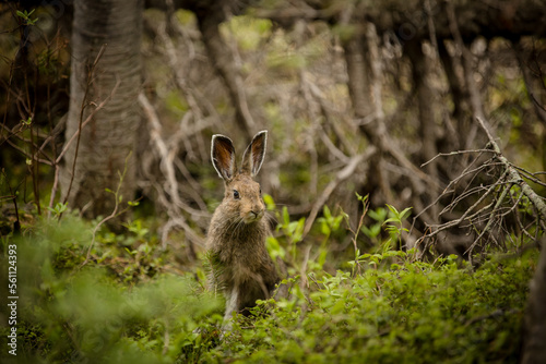 Cute brown bunny in a lush forest