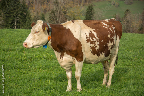 Vaches à Kiental © jobraumedia