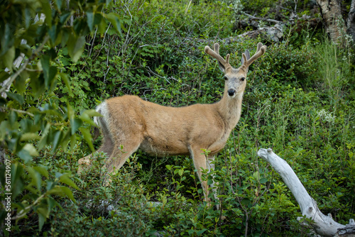 Fototapeta Naklejka Na Ścianę i Meble -  Young buck in a lush green mountain forest