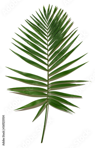 Green palm tree branch isolated on white background © nndanko