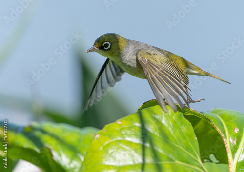 Backyard bird white-eye photo