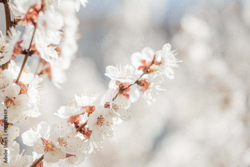 Beautiful apricot flowers landscape. Floral spring abstract background of nature. Branches of blossoming tree with soft focus. Easter and spring greeting cards. Springtime Beautiful apricot flowers landscape. Floral spring abstract background of nature. Branches of blossoming tree with soft focus. Easter and spring greeting cards. Springtime