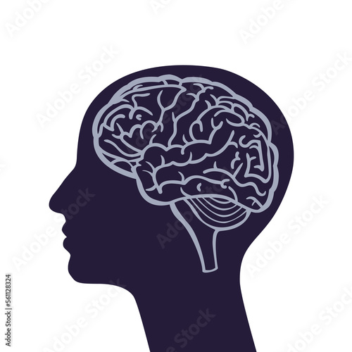 Human head and brain silhouette illustration.