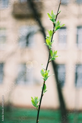 First leaves on the tree