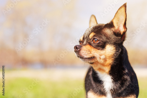 Chihuahua breed dog on the background of nature. Profile of an adult dog.