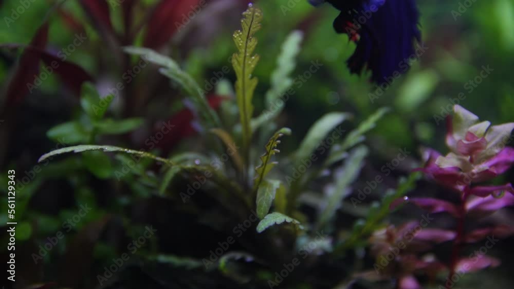 Aquarium plants with bubbles, Aquarium plants with bubbles,