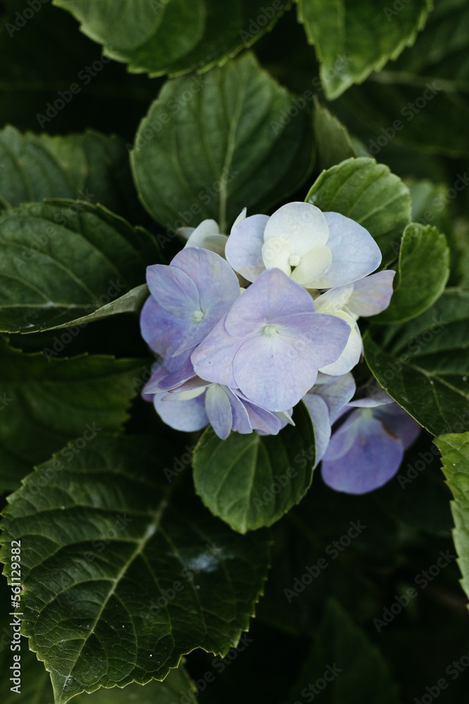 flowers and plants in the home garden flowers and plants in the home garden