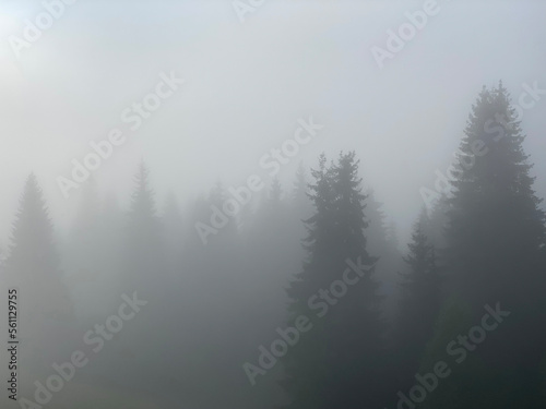 fog in the forest © Тата Кириенко