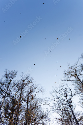 birds in the Everglades