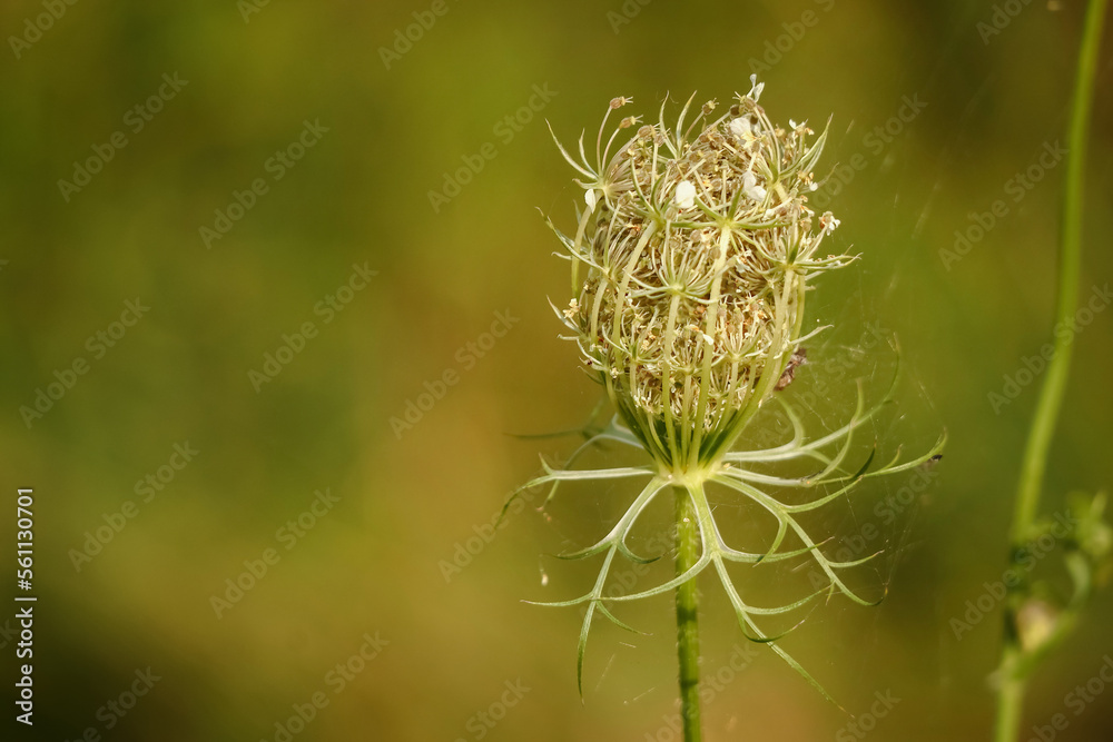 Close-up of wild carrot closed flower with blurred green natural background Close-up of wild carrot closed flower with blurred green natural background