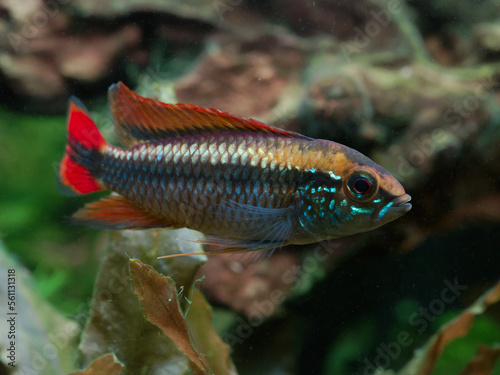 Male Apistogramma agassizii "Double Red" dwarf cichlid showing rainbow scales  in planted aquarium