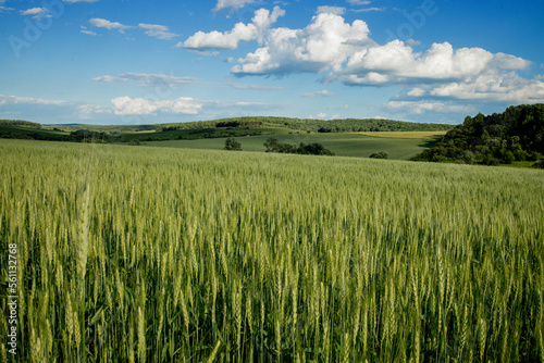 Green wheat field against the background of hot summer sun and blue sky with white clouds. Beautiful summer landscape