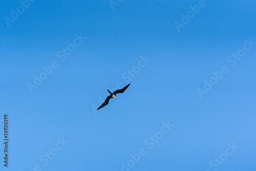 Frigatebird over Caribbean Sea  Tulum  Quintana Roo  Mexico.