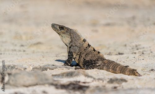 Iguana Relaxing on the Beach of Tulum. Quintana Roo, Mexico.