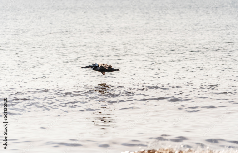Naklejka premium A large pelican flies low over the water in search of food. The coastline of Tulum in Mexico.