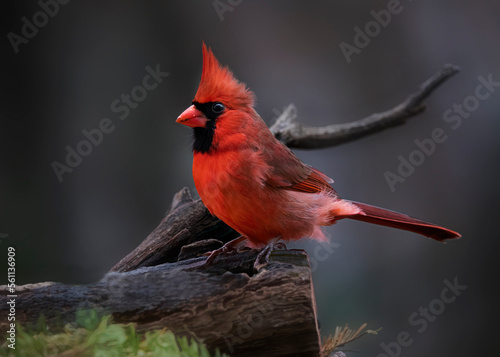 Print op canvas red cardinal