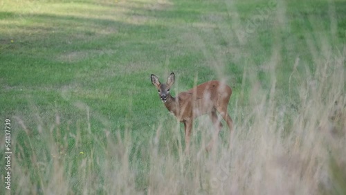 Roe deer grazing in green meadow, hiding behind grass. photo