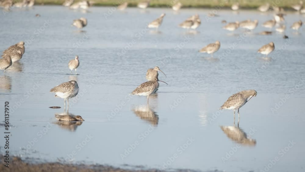 Eurasian curlew or common curlew (Numenius arquata) stilt bird standing in shallow water of Musselburgh Lagoon. Wader bird wildlife in nature scene. Scotland Eurasian curlew or common curlew (Numenius arquata) stilt bird standing in shallow water of Musselburgh Lagoon. Wader bird wildlife in nature scene. Scotland