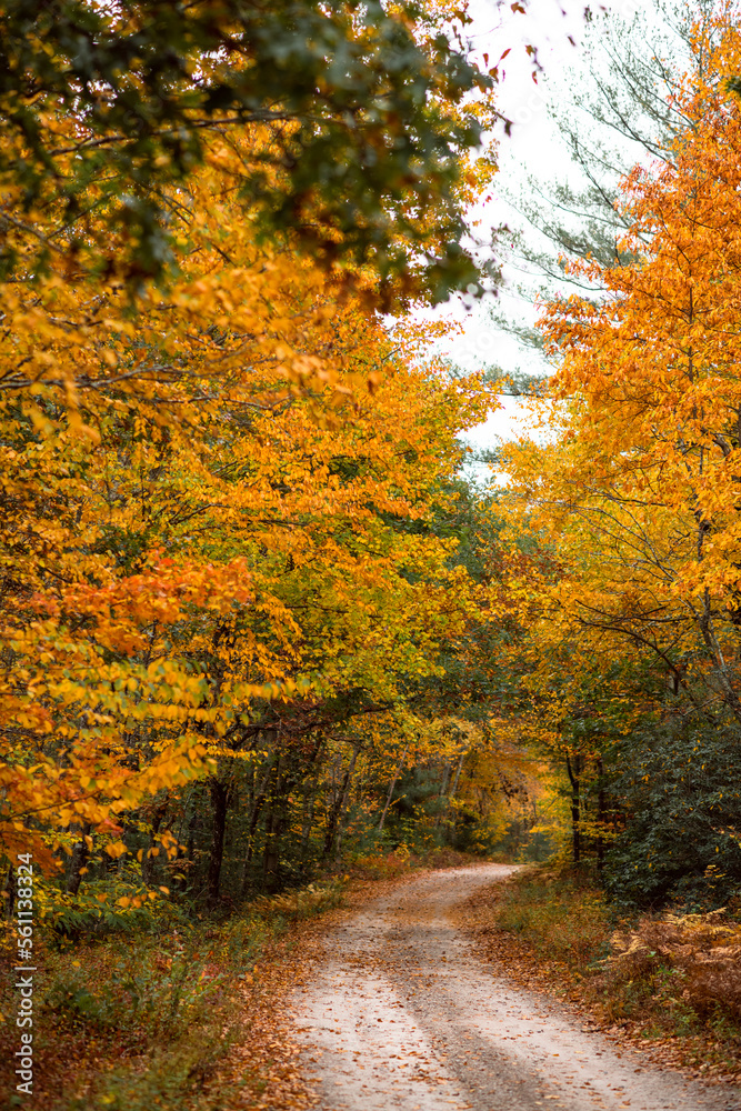 Fall Foliage roads in Arcadia State Management Area of Rhode Island
