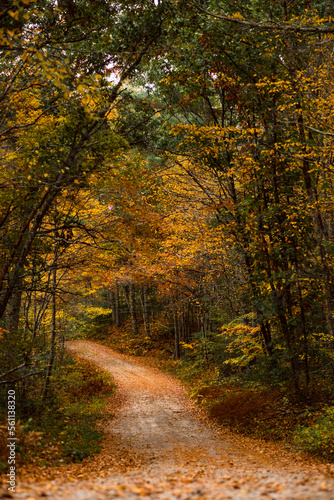 Fototapeta Naklejka Na Ścianę i Meble -  Fall Foliage roads in Arcadia State Management Area of Rhode Island