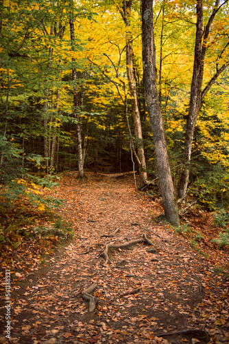 Fall Foliage trail in Stowe, Vermont photo