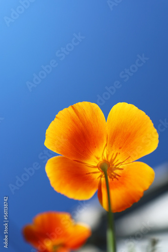 Beautiful yellow orange flower on a blue sky background