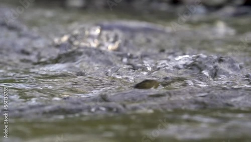 Pacific chum salmon swimming upstream to spawn in Seattle photo